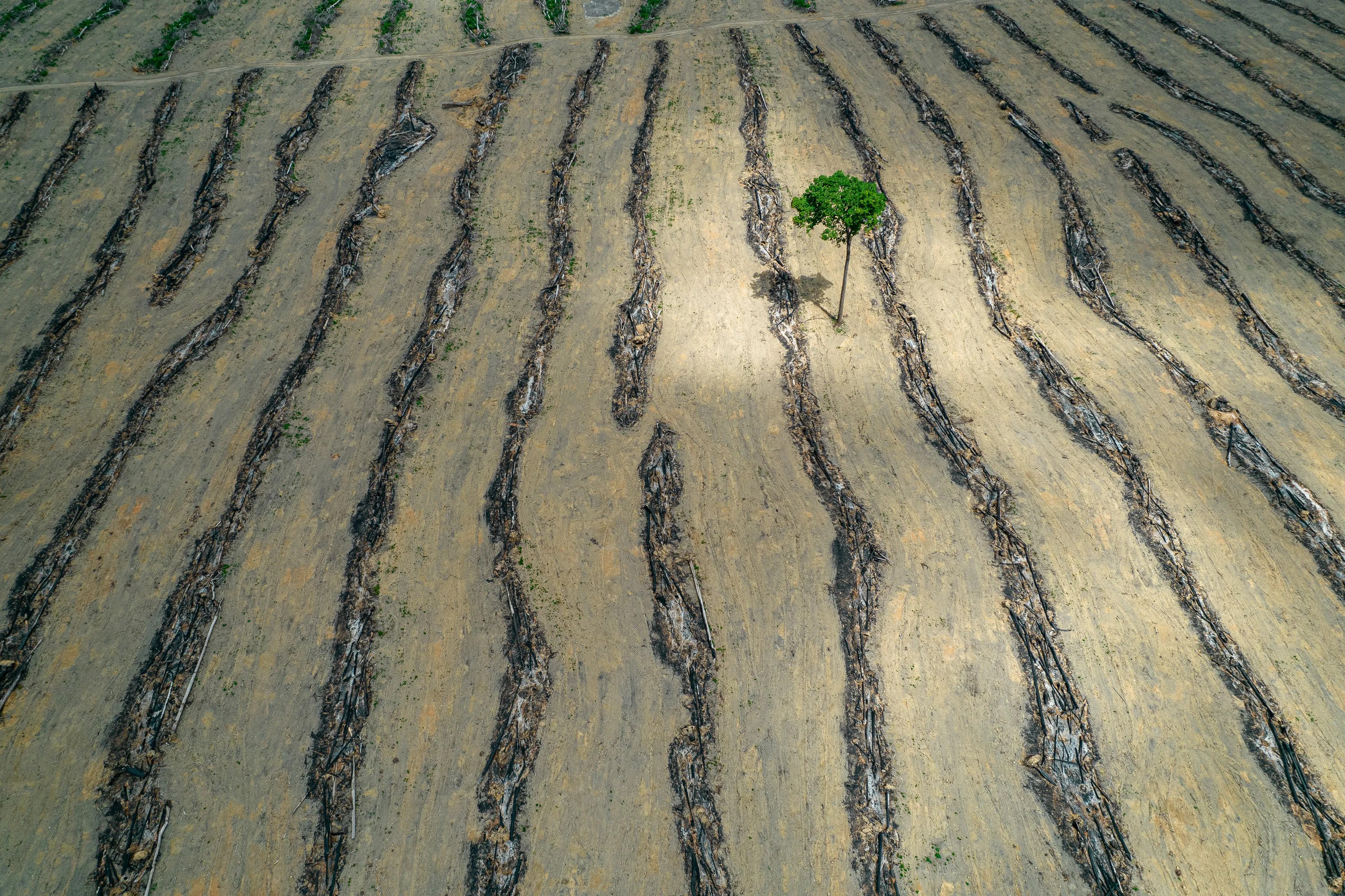 About fifteen rows of uprooted trees fill the frame, with dead grass filling the spaces between. A lone green tree stands in the field.